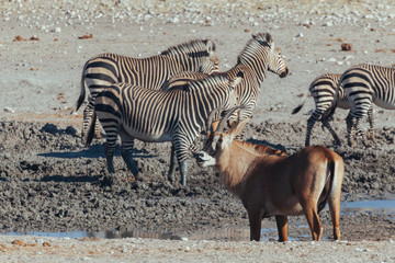 Fototapeta na wymiar watering hole for animals in Africa desert 