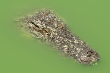 Нильский крокодил крупным планом. Африка, Тунис, крокодиловая ферма. Портрет крокодила