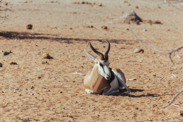Springbok in desert 