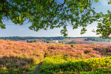 The Posbank nature reserve landscape with flowering Heather fields during sunrise © photodigitaal.nl