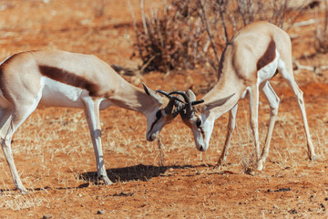 Springbok in desert 