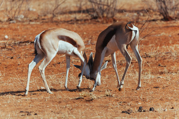 Springbok in desert 