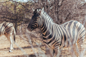 Fototapeta na wymiar Zebra in nature 