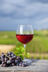 Verre de vin rouge devant les vignes