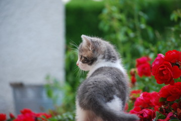 chaton et rose