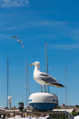 Single gull, Laridae, stands on yacht alarm signal device in marina.