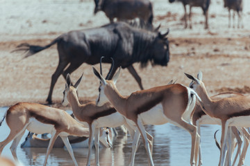 Watering hole for animals in Africa desert 