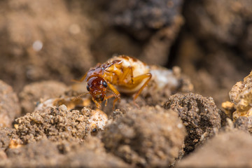 Schedorhinotermes queen termite sit on her nest.