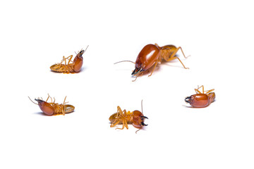 Schedorhinotermes termites isolated on white background