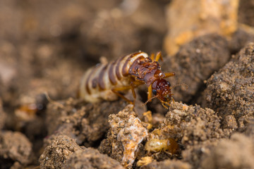 Schedorhinotermes queen termite sit on her nest.