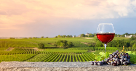 Verre de vin rouge dans les vignes