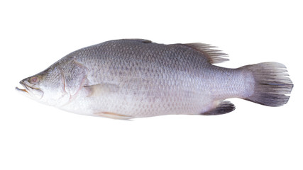 Fresh Snapper fish isolated on a white background