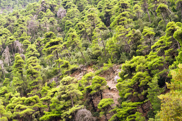 Fototapeta premium Thick and fluffy fir forest on the hillside