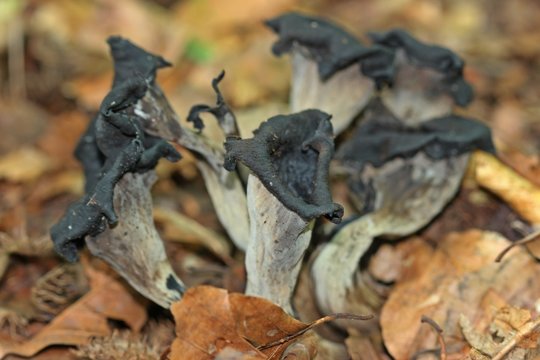 Toten- oder Herbsttrompete (Craterellus cornucopioides)

