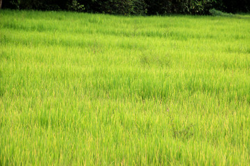 Green field with morning sun