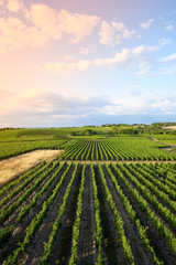 Alignement de vigne en Anjou