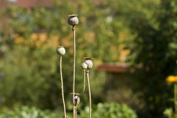 Flowers, apples, garden goods, harvest