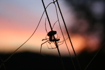 Spiderman in sunset © Emils