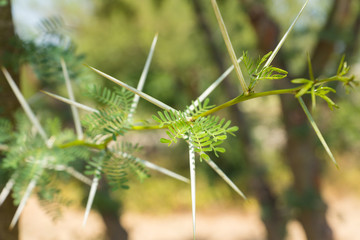 Acacia dealbata mimosa tree with sharp thorns, and green leaves