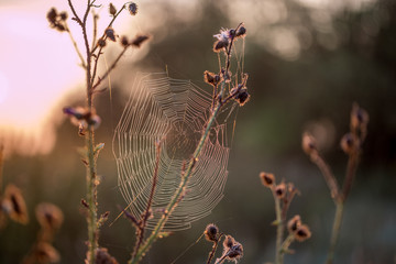 Spinnennetz im Sonnenaufgang
