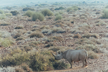 Rhinoceros in nature