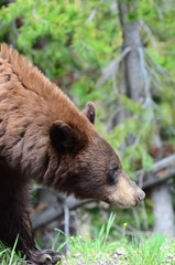 Orso Baribal in Yellowstone