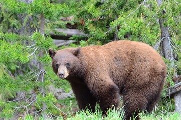 Orso Baribal in Yellowstone