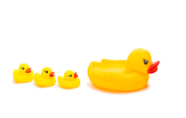 rubber ducks isolated