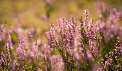 Heather. Bushes of wild heather in forest