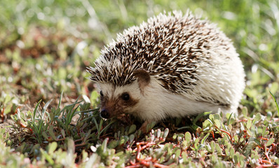  African white- bellied hedgehog