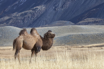 Bactrian Camel, Altai Tavan Bogd National Park, Mongolia	