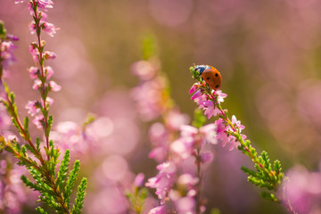 Heather. Ladybug on a bush of wild heather in the forest