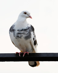 Gray pigeons