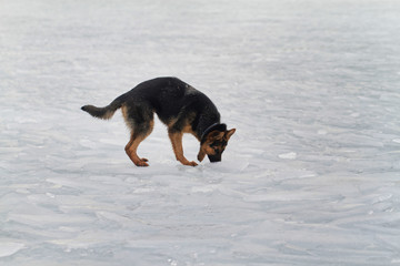 Dog on the ice