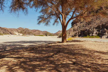 Naklejka premium Namibian desert 