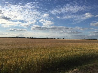 Fototapeta na wymiar Feld und Wolkenhimmel