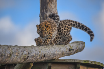 Fototapeta na wymiar Leopard Cubs at Yorkshire Wildlife Park