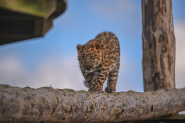 Fototapeta na wymiar Leopard Cubs at Yorkshire Wildlife Park