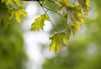 Autumn leaves. Maple tree leaves with water droplets. Image taken after the rain. Copy space.