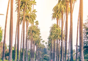 Cercles muraux Los Angeles Des palmiers à Los Angeles