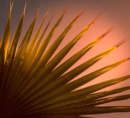 Obraz premium Palm leaf in the sunset.