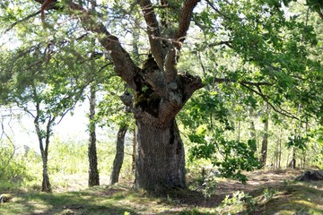 Sommer in den Stockholmer Schären
