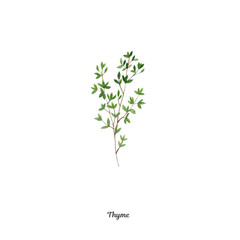 Handpainted watercolor poster with thyme