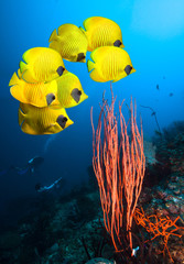Underwater image of coral reef and School of Masked Butterfly Fish 