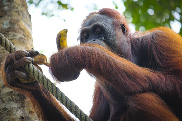 Orangutan