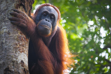 Orangutan