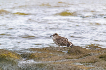 Birds at Rock, Montevideo, Uruguay