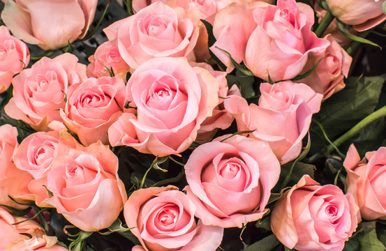 N&aring;gra rosa rosor