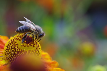 Flower and Bee