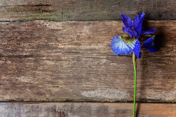 Flower of Iris on a wooden table